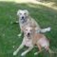 Boston Terrier Franz Bulldogge Hundeforum Com Das Freie